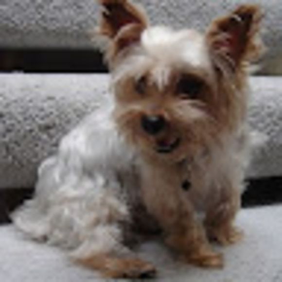 Meet your Posher, Robotichawk - Picture 1 of 1